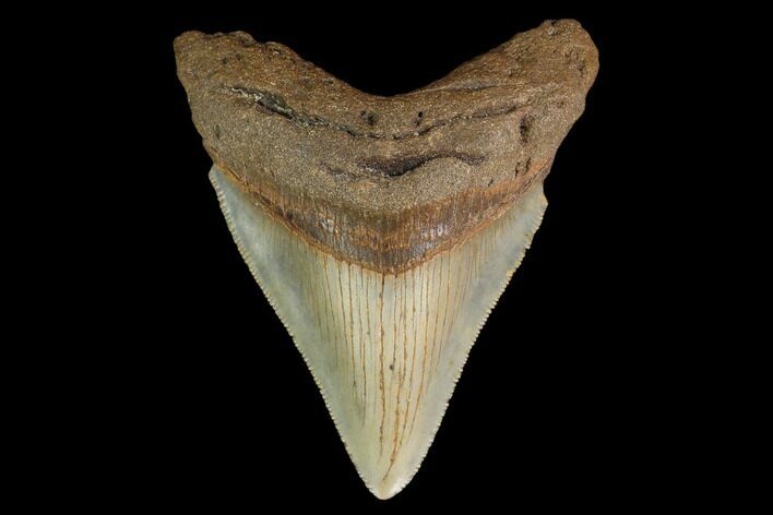 Serrated, Fossil Megalodon Tooth - North Carolina #147492